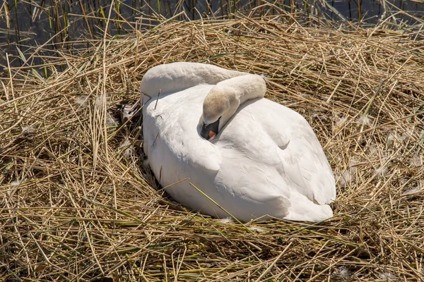 Cygne reproduction dormir dans un grand nid — Photo