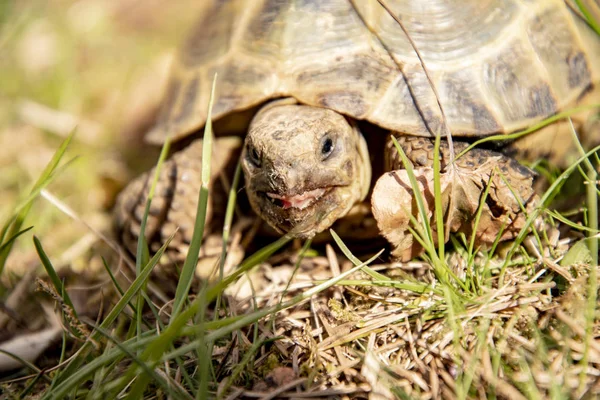 taze ot ile bir teraryum da tutulan kaplumbağa yeme dünyaya kabuğundan merakla görünüyor