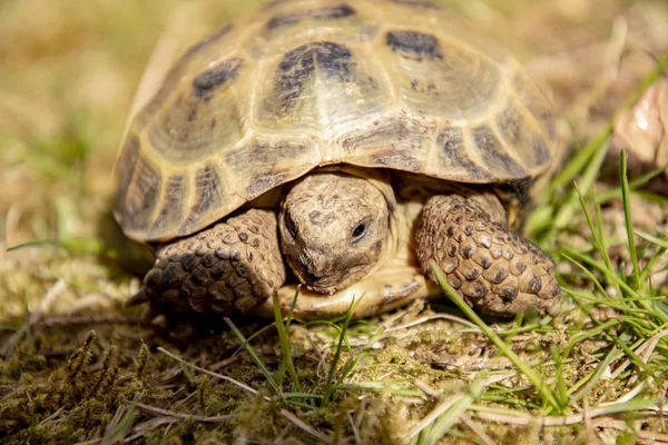 Comer tortuga mantenida en un terrario con hierba fresca parece curiosamente fuera de su caparazón en el mundo —  Fotos de Stock