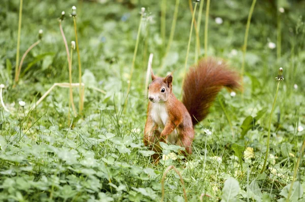 Eichhörnchen spielt auf einer Wiese und blickt frech in die Kamera — Stockfoto