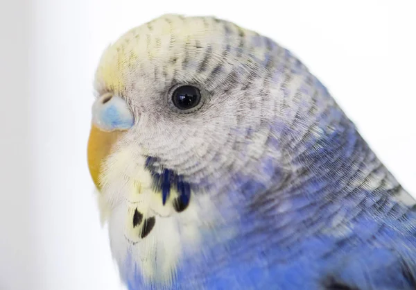 Portret van een blauwe Bubi Budgie — Stockfoto