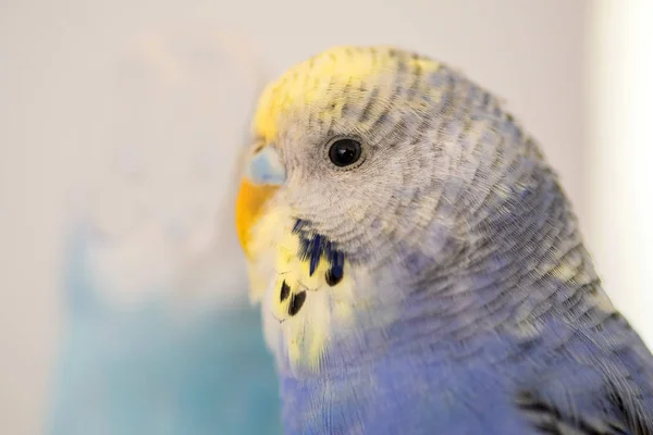 Retrato de un periquito de bubi azul —  Fotos de Stock