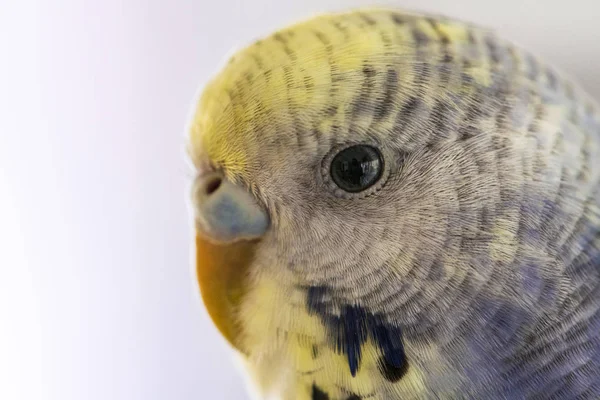 Bubi periquito azul en foto de retrato con cabeza amarilla —  Fotos de Stock