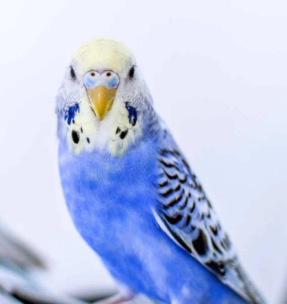 Blauer Bubi-Wellensittich im Porträtfoto mit gelbem Kopf — Stockfoto