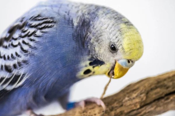 Modrý Budgie hraje s dřevěnou holí v zobáku — Stock fotografie