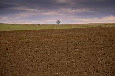 bulutlar ve alanlar ile fırtınalı havalarda yalnız ağaç