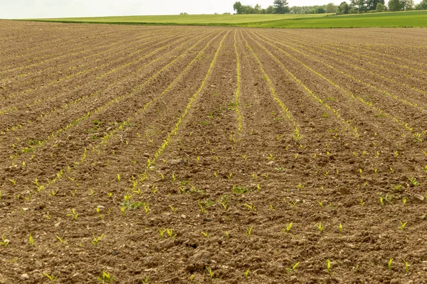 Righe di giovani piante come cereali e patate appena piantate su un campo piccole piantine in primavera — Foto Stock
