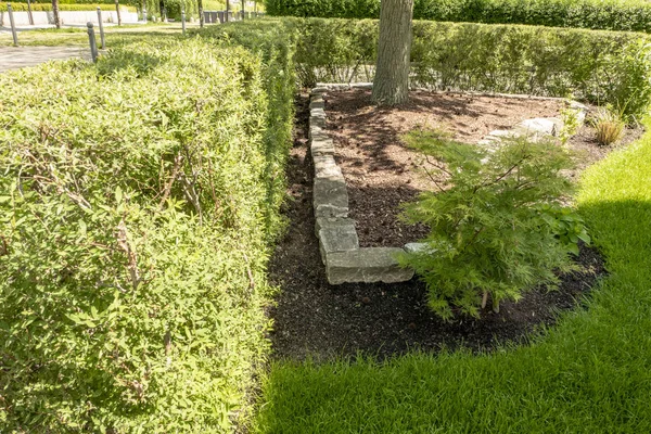 Garden design with beautiful hedge and small wall with garden and tree