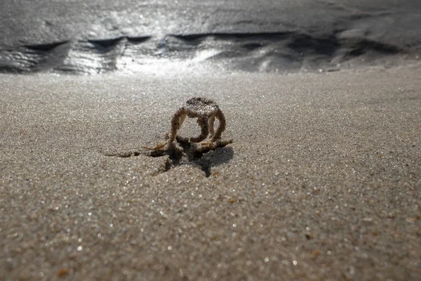 小さなヒトデは、大西洋に戻って彼の足で実行されます — ストック写真