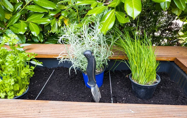 Schaufel mit Erde zum Verpflanzen von Küchenkräutern — Stockfoto