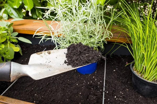 Schaufel mit Erde zum Verpflanzen von Küchenkräutern — Stockfoto