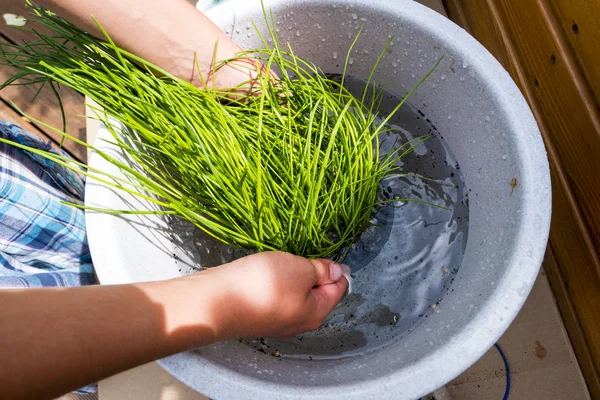 Chives pot plant is watered in a bucket