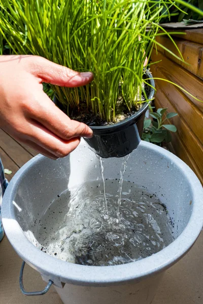 Chives pot bitki bir kova sulanmış