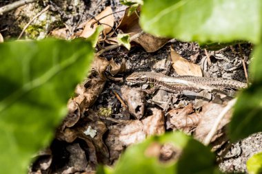 Kertenkele sıcak bir duvara korumalı