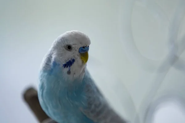 Modrý budgerigar s bílou měl legrační — Stock fotografie