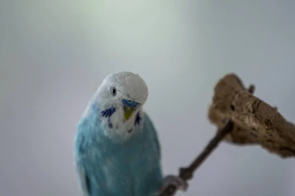 Kék hullámos papagájok fehér volt vicces — Stock Fotó