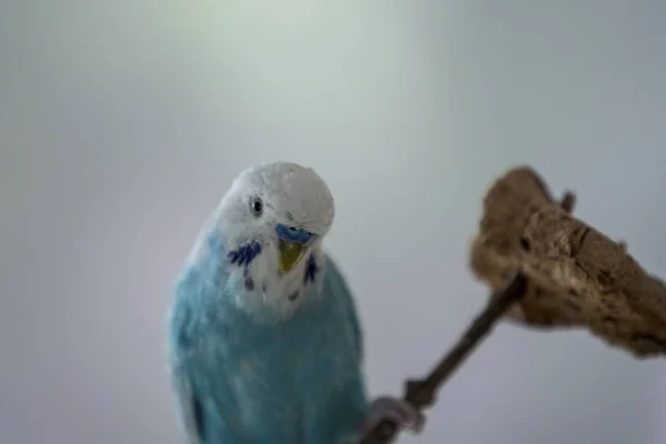 Budgerigar azul com branco tinha engraçado — Fotografia de Stock