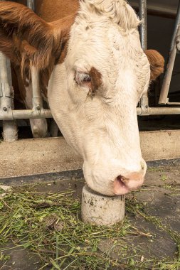 Ahırdaki tuz taşını yalar.