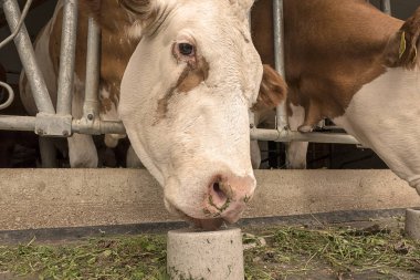 Cow in the stable licks a salt stone clipart