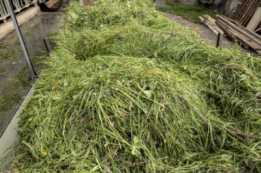 beslemek için taze kesilmiş çim