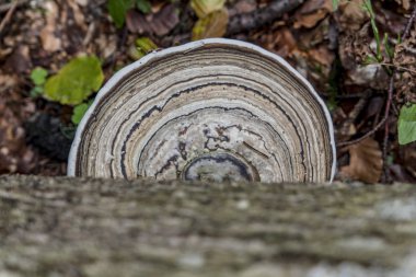 Tree mushroom with nice round drawing above the forest floor