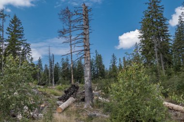 Invasion of the bark beetle destroys national park trees