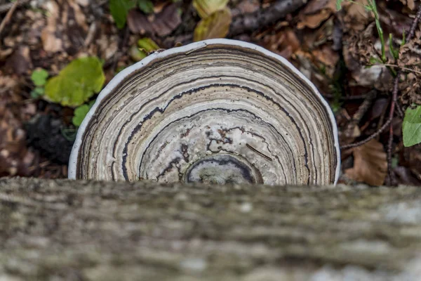 Champignon d'arbre avec beau dessin rond au-dessus du sol de la forêt — Photo