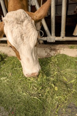Bir organik bir çiftçinin ahırında taze ot yer.