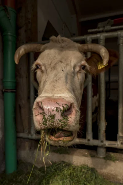 Uma vaca come erva fresca no estábulo de um agricultor biológico — Fotografia de Stock