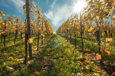 Sonbahar renklerinde mavi gökyüzü ve güneşli asma bahçesi