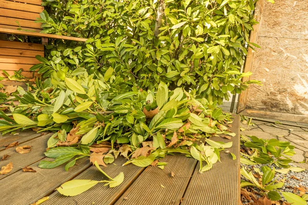 Řezání listí na vavřínovém keři na podzim na dřevěné terase — Stock fotografie