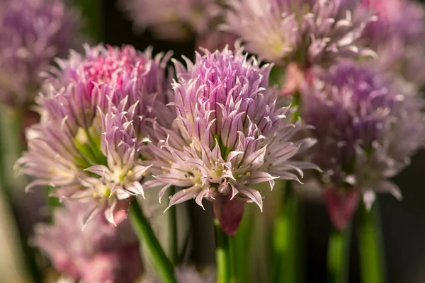 Blühender Schnittlauch Garten — Stockfoto