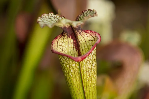 Plante Mangeuse Chair Calice Pour Mouches — Photo