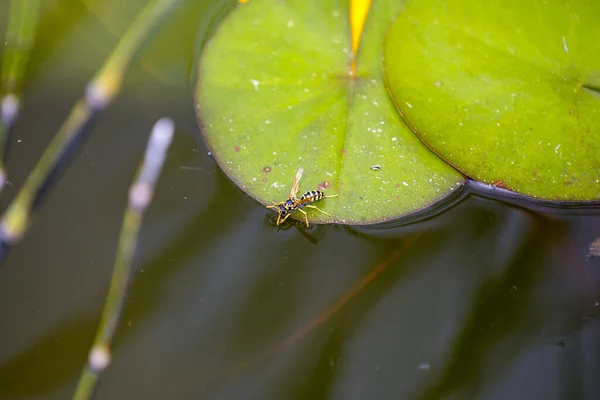 Wasp Drinkend Een Lelie Pad Aan Het Water — Stockfoto