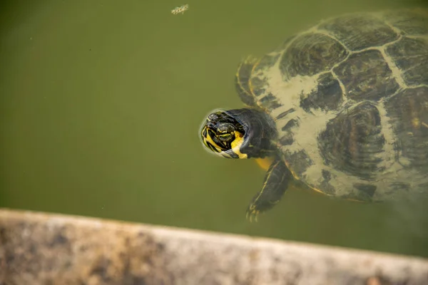 Tortuga Cabeza Amarilla Estanque Con Agua Verde —  Fotos de Stock