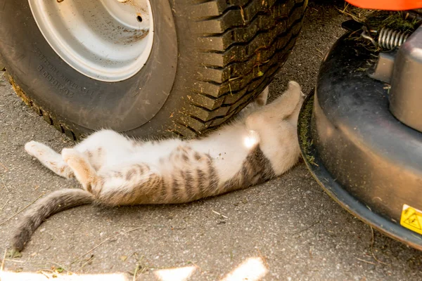 猫直接睡在车胎下面 — 图库照片