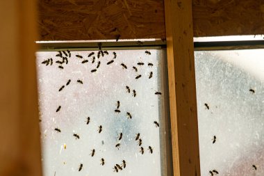 Penceresinde arılar olan arıcı evi.