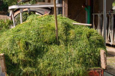 İnek yemi olarak taze çimlerde yabalı mızrak