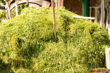 İnek yemi olarak taze çimlerde yabalı mızrak