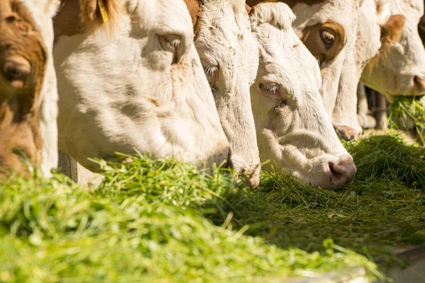 Kor Utfodras Med Färskt Gräs — Stockfoto