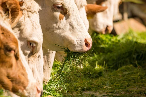 Vacas São Alimentadas Com Grama Fresca — Fotografia de Stock