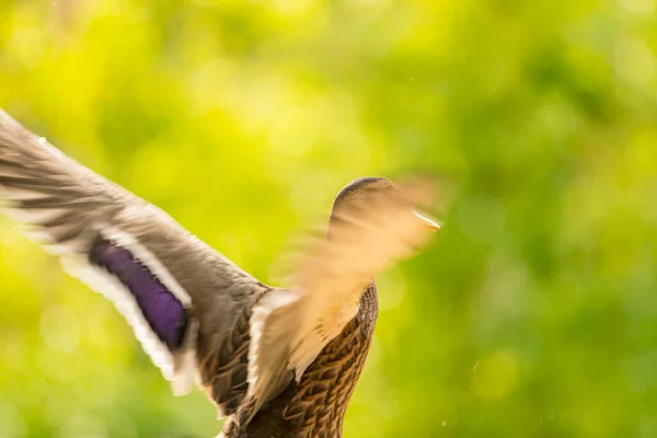 Patos Salvajes Agitando Sus Alas Justo Antes Volar — Foto de Stock