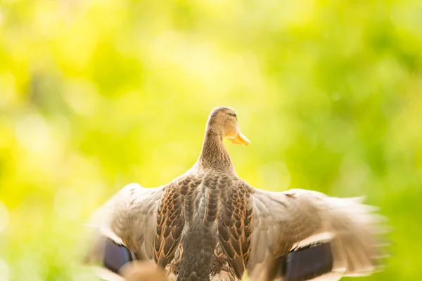 Patos Selvagens Batendo Suas Asas Pouco Antes Voar — Fotografia de Stock