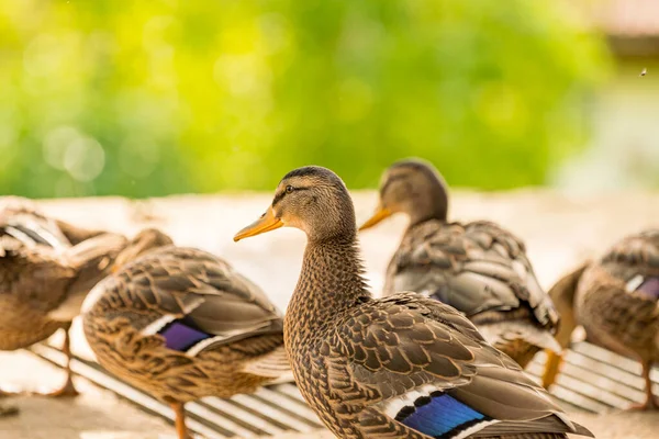 Patos Selvagens Contra Fundo Verde — Fotografia de Stock