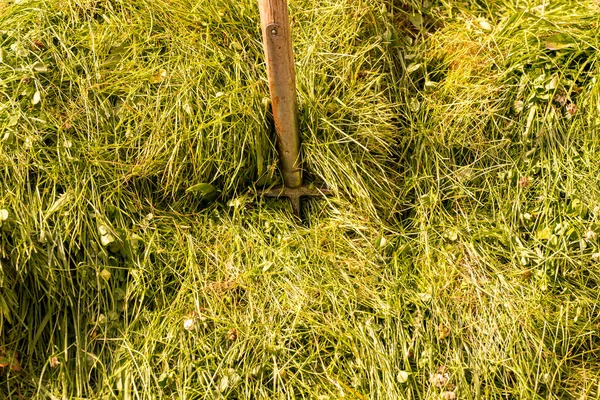 Pitchfork trident in fresh grass as cow feed