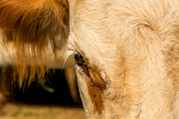 Retrato Uma Vaca Com Foco Olho — Fotografia de Stock