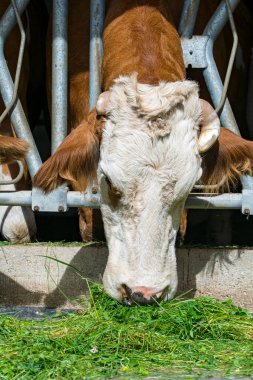 Otları yiyen bir ineğin portresi