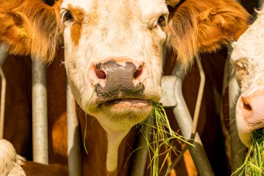 Otları yiyen bir ineğin portresi