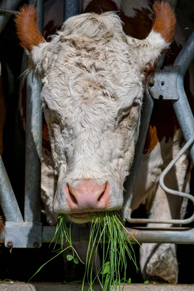 Retrato Uma Vaca Comendo Grama — Fotografia de Stock