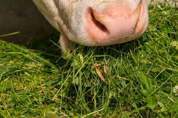 Cow eats cut green grass
